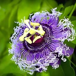 Live Natural 1 Helthy Rakhi Bel Live "Passion Flower "Plant (krisna kamal) || For Home Garden Flower Outdoor & Indoor plant.-image-2