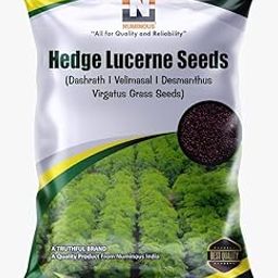 Numinous Hedge Lucerne/Velimasal/Dashrath/Desmanthus Virgatus Grass Fodder Seeds - 50 GMs-image-99