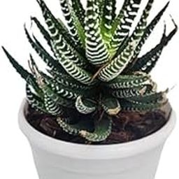 Greenursery Live Spider Plant for Home and Office Decor Indoor Plants with Plastic Pot (Pack of 1) (Zebra Plant)-image-43