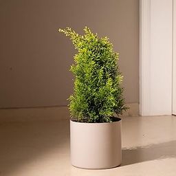 Kyari Cyperus Live Plant with Cream Self Watering Metal Pot without Stand- Large 8 Inch-image-56