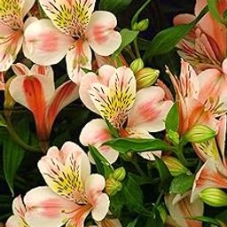 Oakwood Farms � Imported Alstroemeria White & Orange Color Flower Bulbs For Your Garden (Pack Of 1 Bulbs)-image-13