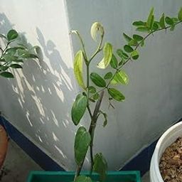 Black pepper plant Live plant for black pepper live (Packof 1) A_13-image-17