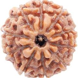 10 Mukhi Rudraksh Rudraksh Rudraksha Bead,Certified, Original Rudraksh Bead/Natural Rudraksha Bead (Brown) with Certificate and Puja Instructionsx90-image-74
