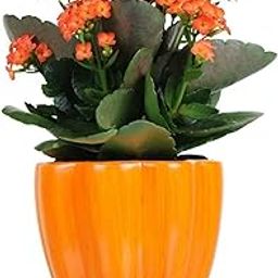 Live Kalanchoe Flowering Plant – Orange Double Blooms, Succulent Indoor Plant for Home & Office Decor Pack Of 1-image-59