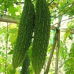 Hybrid Bitter gourd/karela seeds, Organic vegetable seeds pack of 68 seeds-image-61