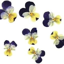 CBM Craftaraby Monika Pansy Dried Flowers Purple Yellow 12 Pcs Dried Pressed Flower Natural Daisy Flower for DIY Art Crafts Nail Pendant Making Decoration for Candle Epoxy Crafts DIY Jewelry Resin Art-11