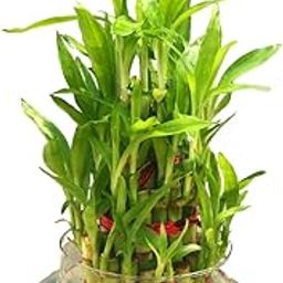 Leafy Lifestyle 3 Layer Lucky Bamboo Plant (Size: Large) in Glass Pot with 32+ Sticks for Home & Office-picture-3