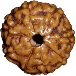 Indonesian 8 Mukhi Rudraksha Bead By Rudramukhi.com - Overcome obstacles, attract success, and achieve victory-picture-2
