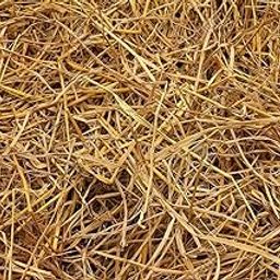 Pmw - Paddy Straw(2 Kg) for Mushroom Farming and Gardening,Natural Rice Straw for Organic Mulching 100% Pure & Organic-image-10