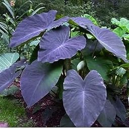Mphmi Live Plant Nursery NCR Alocasia esculata black magic - Succulent Live Plant (Plant Pack of 1 Alocasia esculata black magic Plant)-image-44