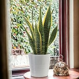 Snake plant for home decoration, Indoor - Plant for Office, Bedroom, Living Room, Dining Room, Nursery (Pack of 1)-image-77