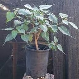 PlantaZee Indoor Plants Peepal Tree - Ficus Religiosa, Sacred Fig Plant-image-4