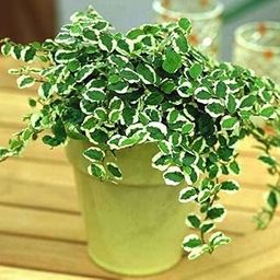 Mphmi NCR Live Plants Variegated Creeping fig, Ficus pumila - Plant-image-22