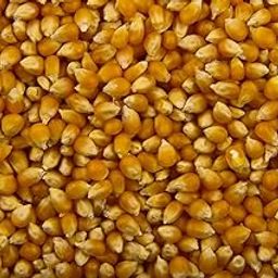 POP Corn-image-25