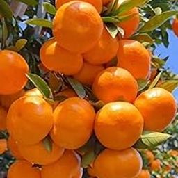 "Neutral Green World" Sweet Lime Malta/Mosambi Plant, Thai Grafted Thailand Variety,(Height 1-2 Feet), Outdoor Garden Plant, Big Size Seedlees Malta/Mosambi Lemon Tree, Fruit After 12 Month-image-18