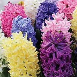 Radha Krishna Agriculture® Hyacinth Flower Bulbs For Garden (Pack Of 5 bulbs)-image-31