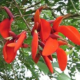 Plantzoin Tiger claw Pangara Erythrina variegate Live Plant-image-13