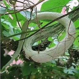 Hybrid Vegetable Seeds - Giant Heirloom Long Snake Gourd Seeds Seed (20 per Packet)-image-23