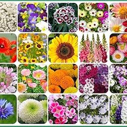 Agnico 20 Variety Of Flower Seeds Combo Pack With Instruction Manual.-image-29