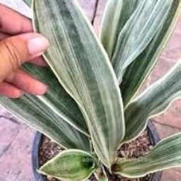 Ghn Grin Heaven Nursery, Sansevieria Metallica Siam Silver Live Plant-image-23