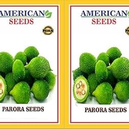 Kantola seeds, PARORA SEEDS - PACK OF 2 (50+SEEDS) Momordica dioica, kakora for terrace garden, spine gaurd-image-99