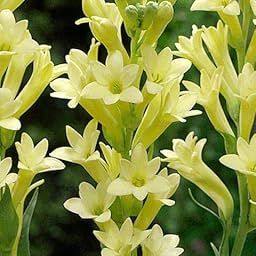 Radha Krishna Agriculture® Imported Rajnigandha Yellow Tuberose Flower Bulbs For All Season Gardening (Set Of 2 Flower Bulbs)-image-24