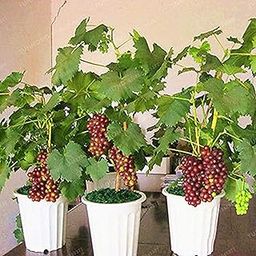 Creative Farmer Gardens Rare Bonsai Suitable Sweet Grape Fruit Plant -1 Healthy Live Plant-image-56