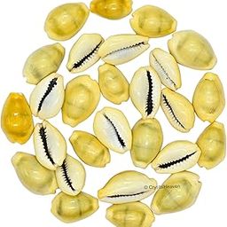 Kodi Shell Pack Of 11 Cowrie Shells - Pili Kodi Original For Diwali Pooja Decoration - Kaudi Shells For Craft (11 Piece)-image-16