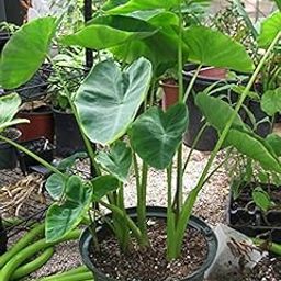 Taro Root Bulbs for Home Gardening, Pack of 9, Full Sun Plant, Grows up to 300 cm, Brown-image-12