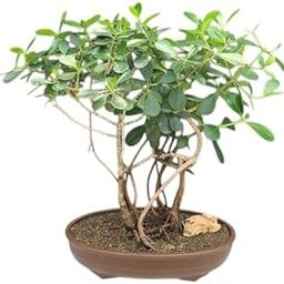 Fonsai tree plant,Chinese Banyan Live Plant for Bonsai With pot | Ficus Microcarpa Live Plant | China Bot Plant for Home Decor-image-1
