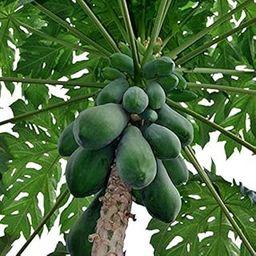 Zone Marketing Natural Country Papaya Seeds - 50 seeds + 500g Compose Fertilizer-image-1
