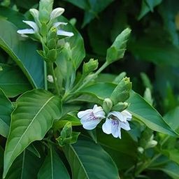 Hug A Plant | Adalodakam/Malabar nut (Justicia adhatoda) Flowering/Ornamental/Medicinal Live Plant (Home & Garden)-image-2