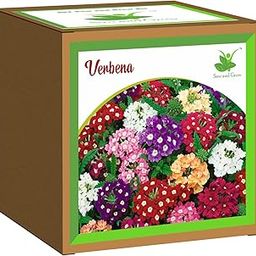 Sow and Grow Seed Starter Grow Kit of Verbena Flower || for temperatures 15-25 Degrees || DIY Easy Grow it Yourself Gardening Kit for Home and Garden || A Complete Beginner Gardeners Set-image-78