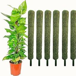 Leafy Tales Moss Stick- Green Grass Pole for Plants Support, Moss Stick for Money Plant, Climbing Indoor Plants (Set of 6) (2 ft) (Mostick 2 Ft Set of 6)-image-61