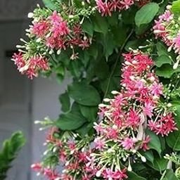 Live Madhu-malti creeper plant, Outdoor Live Hybrid climbing Flowering Plant, Combretum indicum (मधुमालती) Flower Plant with pot-image-18