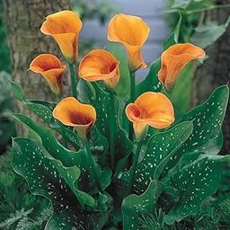 Peace Lily Spathiphyllum Indoor Plant Without Pot, Live Plants Without Flower Pots For Indoor Home Living Room Decor, Pack of 2-image-89