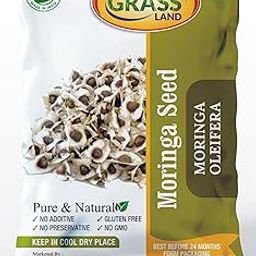 Moringa Seeds Hybrid Drumstick Seeds PKM1 (Sahjan ki Falli, Saragavo) 200 grams-image-42