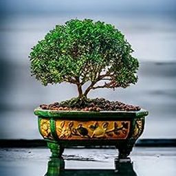 Beautiful banyan bonsai tree live plant tiny, Kamini bonsai Oxygen Live Plant For Indoor Home Dacoration With Pot (Pack of 1)-image-74