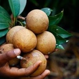 Golden Bloom Original Thai Grafted Chiku Plant plant hybrid all seasons Grafted Medium Size Fruit Plant Pack Of 1 Fruit After 6 Months-image-52