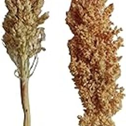 RUKDA® Dried Natural Sorghum Flower || Dried Flower Sheaves || Dry Grass Bouquet for Wedding Table Centerpieces, Home & Office Décor – 2pcs-picture-11
