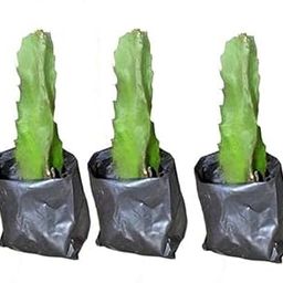 Cloud Farm Dragon Fruit Live Plant (Jumboo Red Dragon) - 7" to 8" inches in Grow Bag (Hybrid, Pack of 3),CF_05-image-39