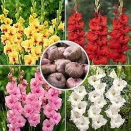Double Petal Gladiolus Flower Bulbs, Mixed Colours, (Pack of 15), Summer Flowering Garden Collection-image-97