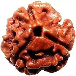 Three Mukhi Natural Rudraksha Bead, Certified Rudraksha for Men and Women, Color Brown-picture-23
