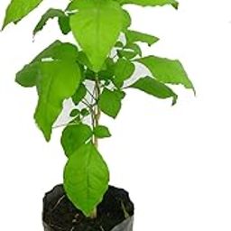 Gorgeous Glory Garden Live Bilva Plant Bel Patra Plant Bael Plant Bel Patra for Puja Bael Fruit Plant Bilva Medicinal Plant with Black Plastic Pot-image-58