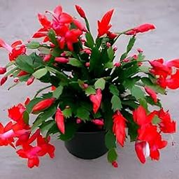 live christmas cactus red variety flower plant | christmass cactus live red flower plant pack of 1-image-90