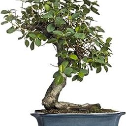 Chinese banyan live plant (Pack of 1)-image-29