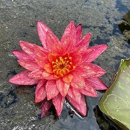 Waterlily live plant (Orange with White) Live Hardy Aquatic Pond Plant | Live Nymphaea Water Lily | Easy to Grow-image-65