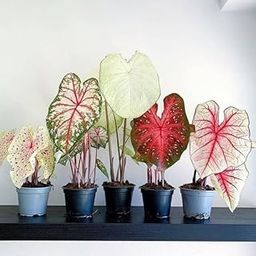SVG® Caladium Flower Bulbs for Planting and Gardening, Pack Of 1 Bulbs (Mixcolor)-image-102