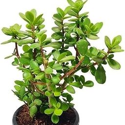 Jade Plant (Battan Bel) Live Plant - Indoor Succulent Pack of 1 with black Pot | Hardy Elegance for Your Living Space-image-36