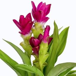 Curcuma Flower Bulbs Pack Of 4 Bulbs By Live Green ( Mix )-image-41